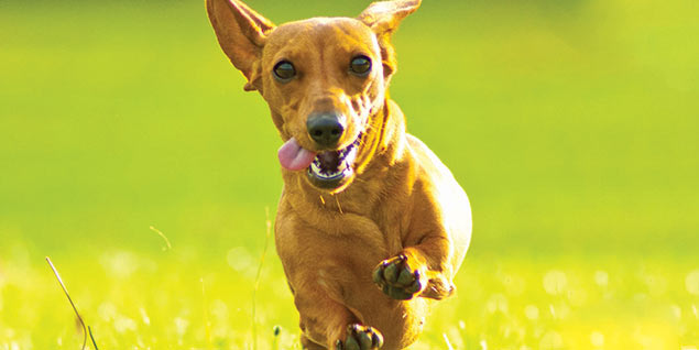 dachshund-photo